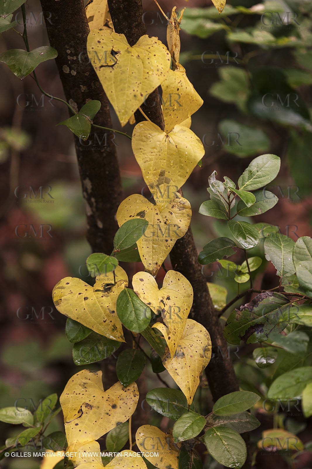 23 10 2012 - Gemenos (FRA) - Parc Départemental de la vallée de Saint Pons
