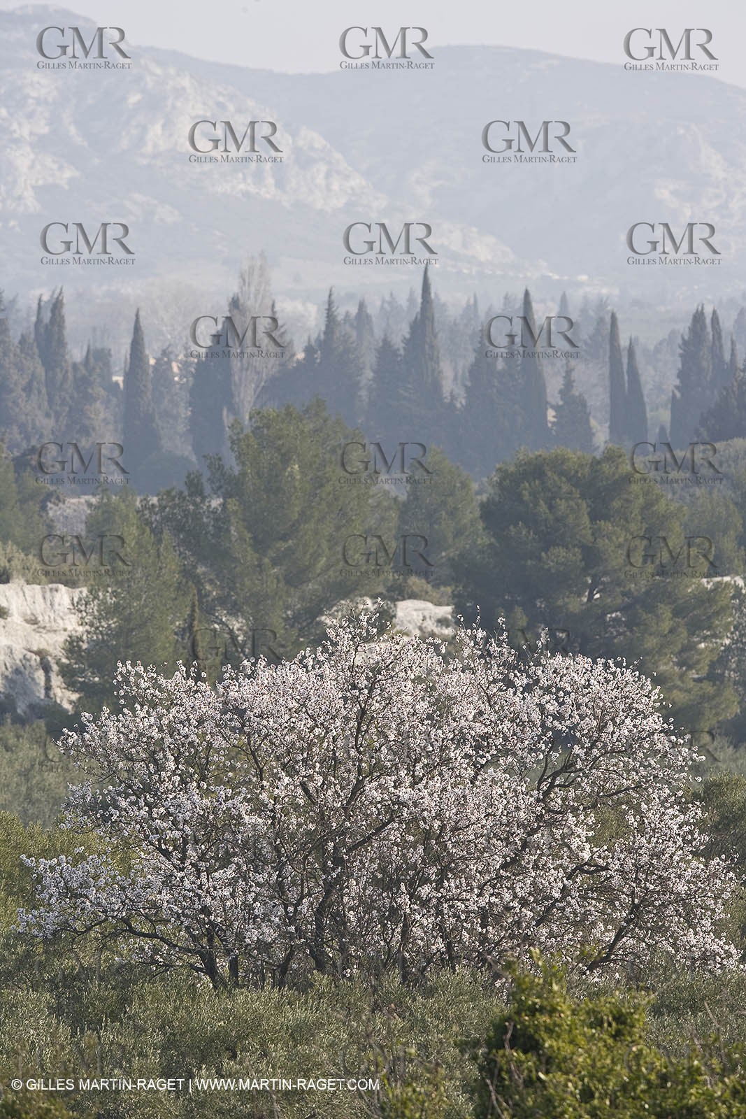 16 02 2008 - Les Baux de Provence (FRA, 13) - Paysages des Alpilles