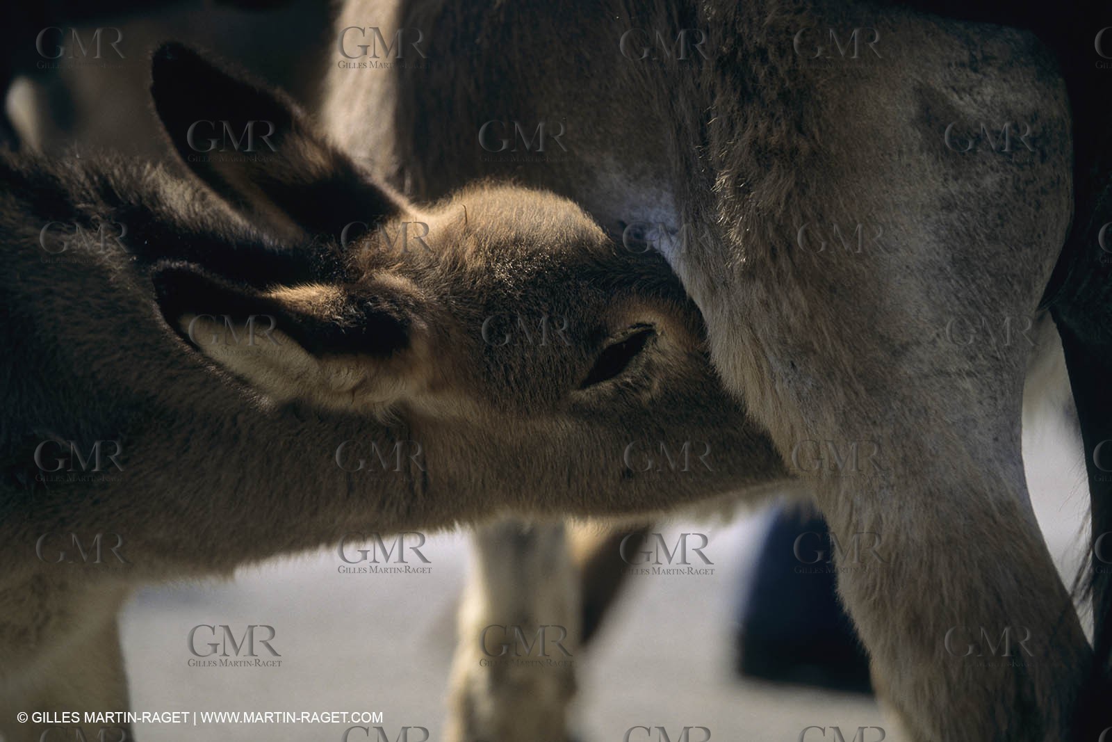 France, Provence, Moutons, bergers, élevage, transhumance