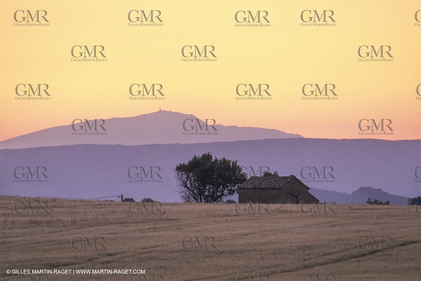 Corn and Wheat fields on Valensole Plateau in higher Provence (France)