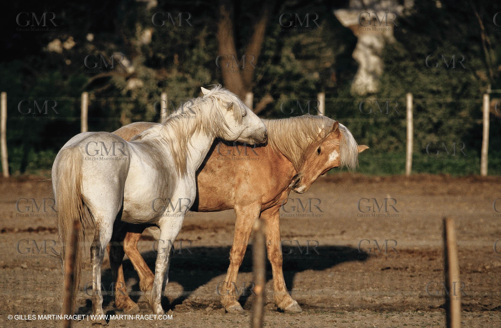 2000-2010- Arles - Les Saintes Maries de la mer (FRA,13) - Camargue horses