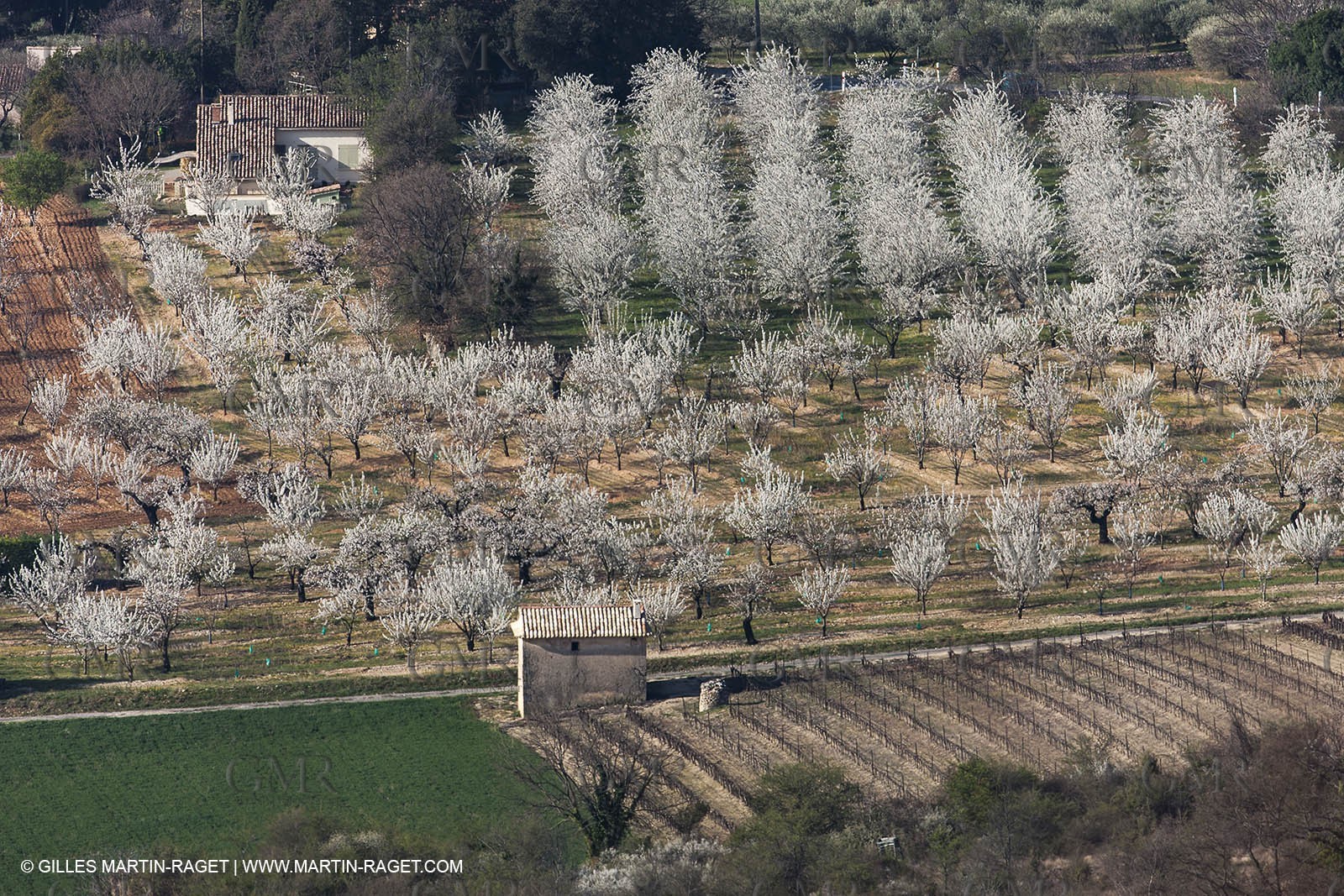 March 30th 2012 - Saint Saturnin les Apt (FRA, 84) - blooming cherry trees