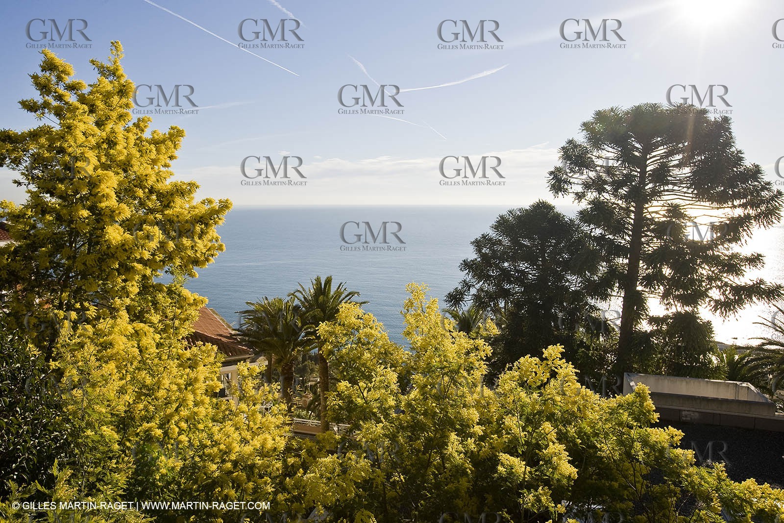 06 02 2008 - Théoule sur mer (FRA, 06) - Mimoses in full flower