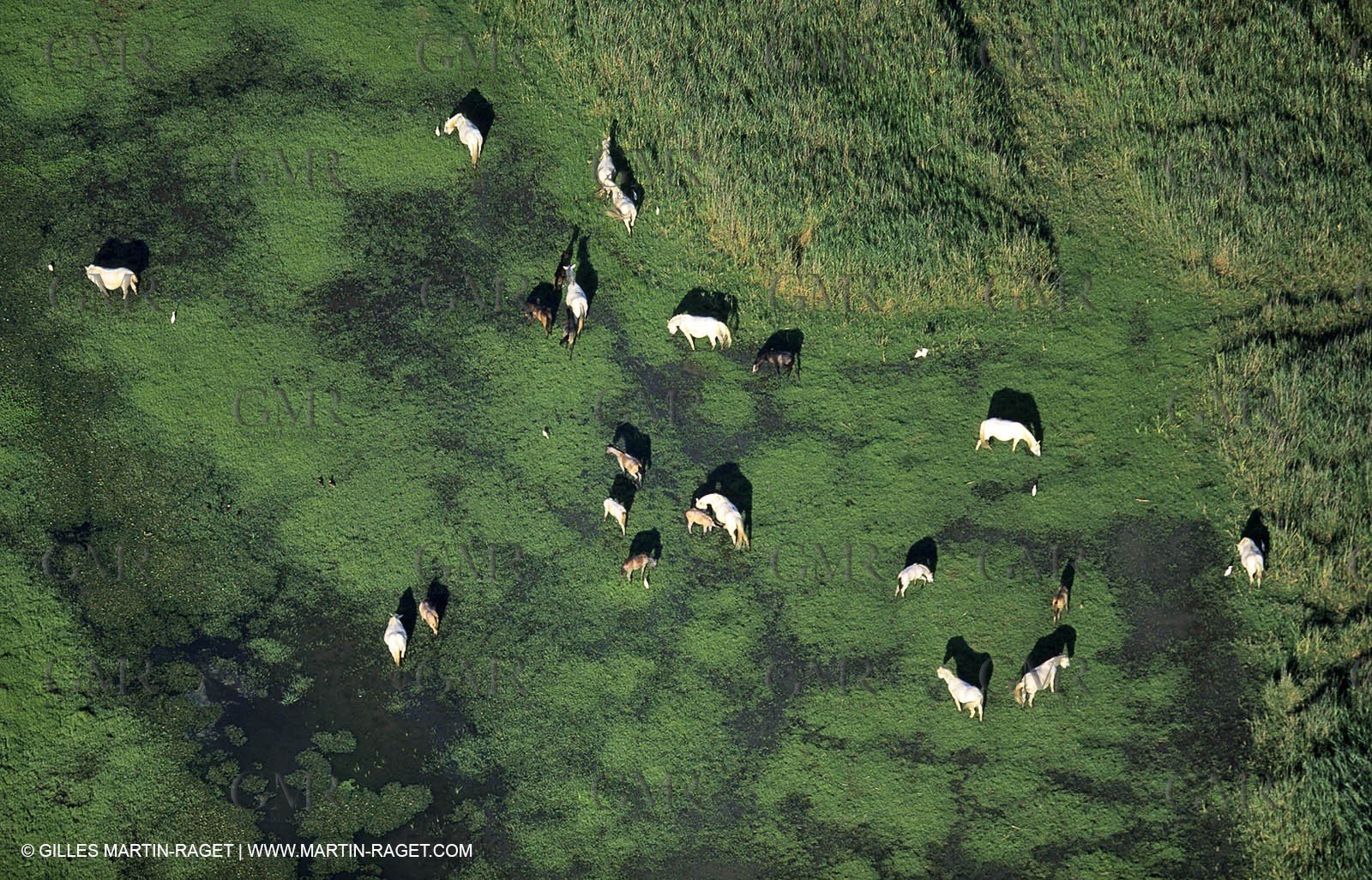 Vigueyrat ponds, camargue horses
