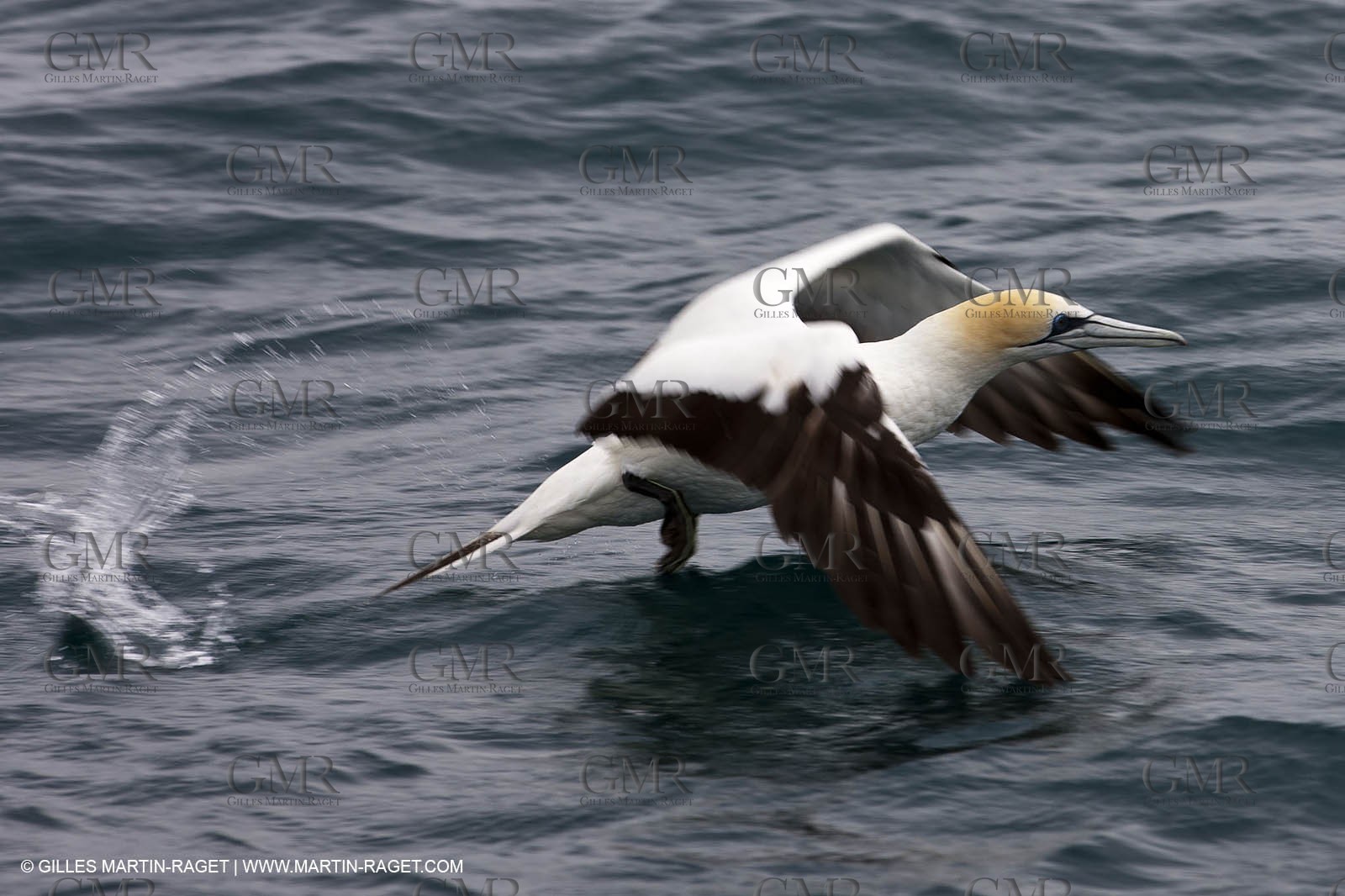 21 01 2011 - Auckland (NZL) - 34th America's Cup - AC45 sea trial n°4