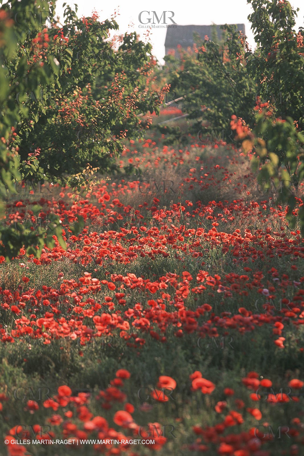 France - Languedoc-Roussillon - Nîmes Métropole - Costières