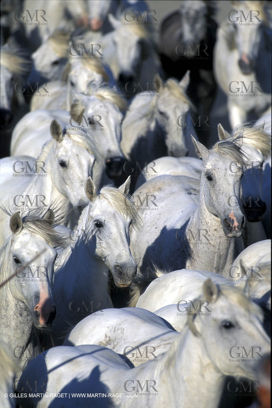 Camargue horses