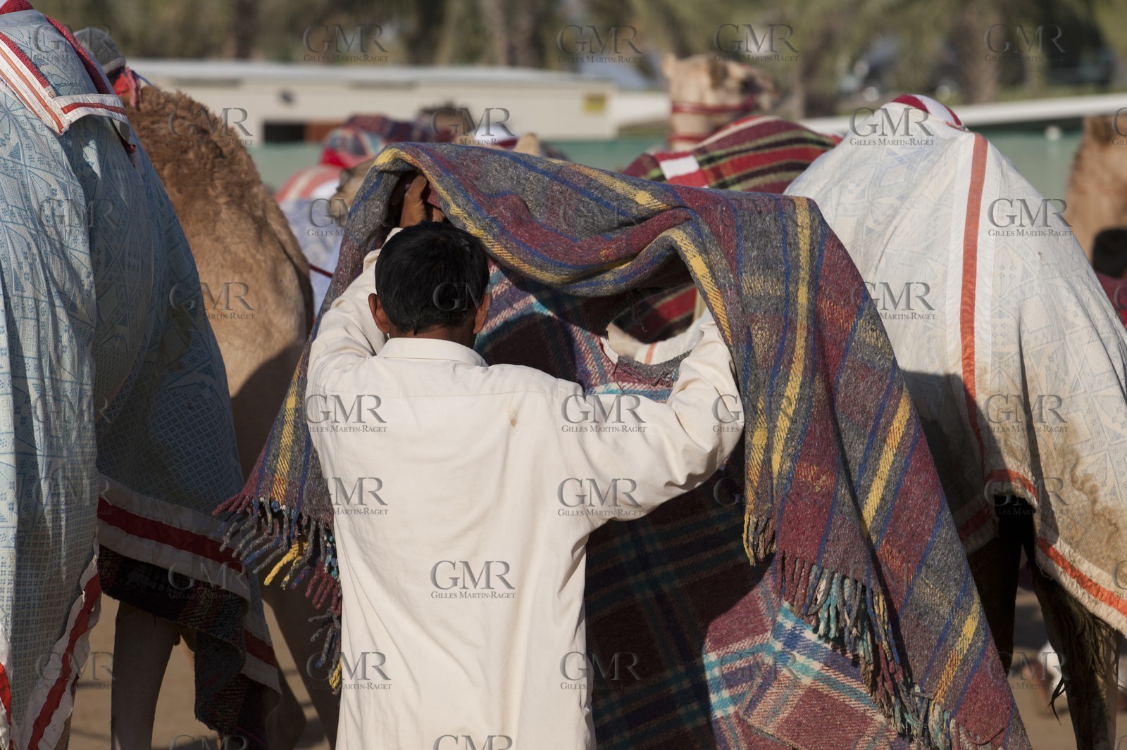 20 11 2010 - Dubai (EAU) - Courses de chameaux