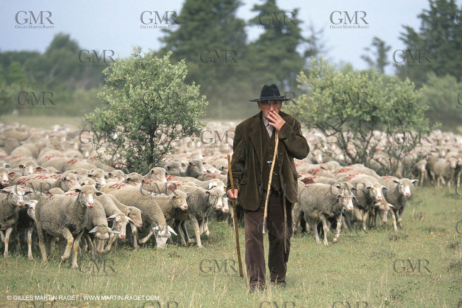 Saint Rémy de Provence (FRA,13) - Sheep stocks migration Fest