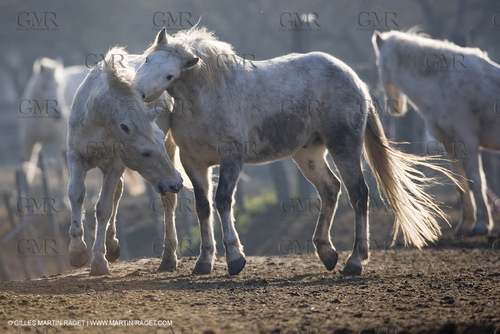 23 12 2006 - Saintes Maries de la Mer - Camargue horses