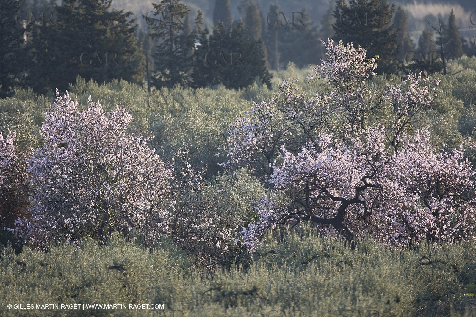 09 02 2008 - Les Baux de Provence (FRA, 13) - Alpilles hills landscapes
