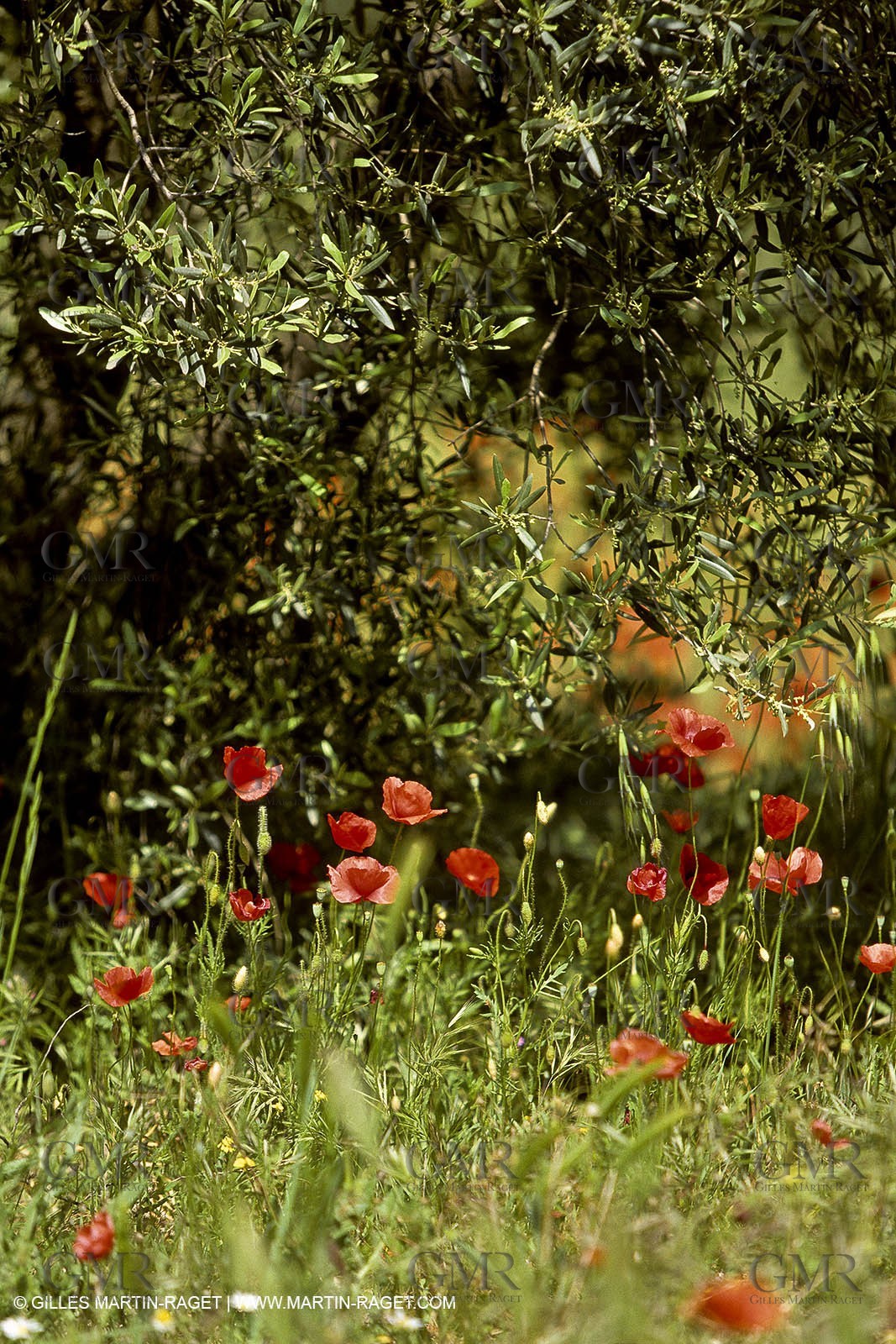 France, Provence, Oliviers, oliveraies, olive trees