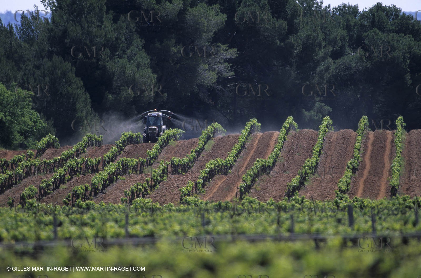 Aix Vineyard