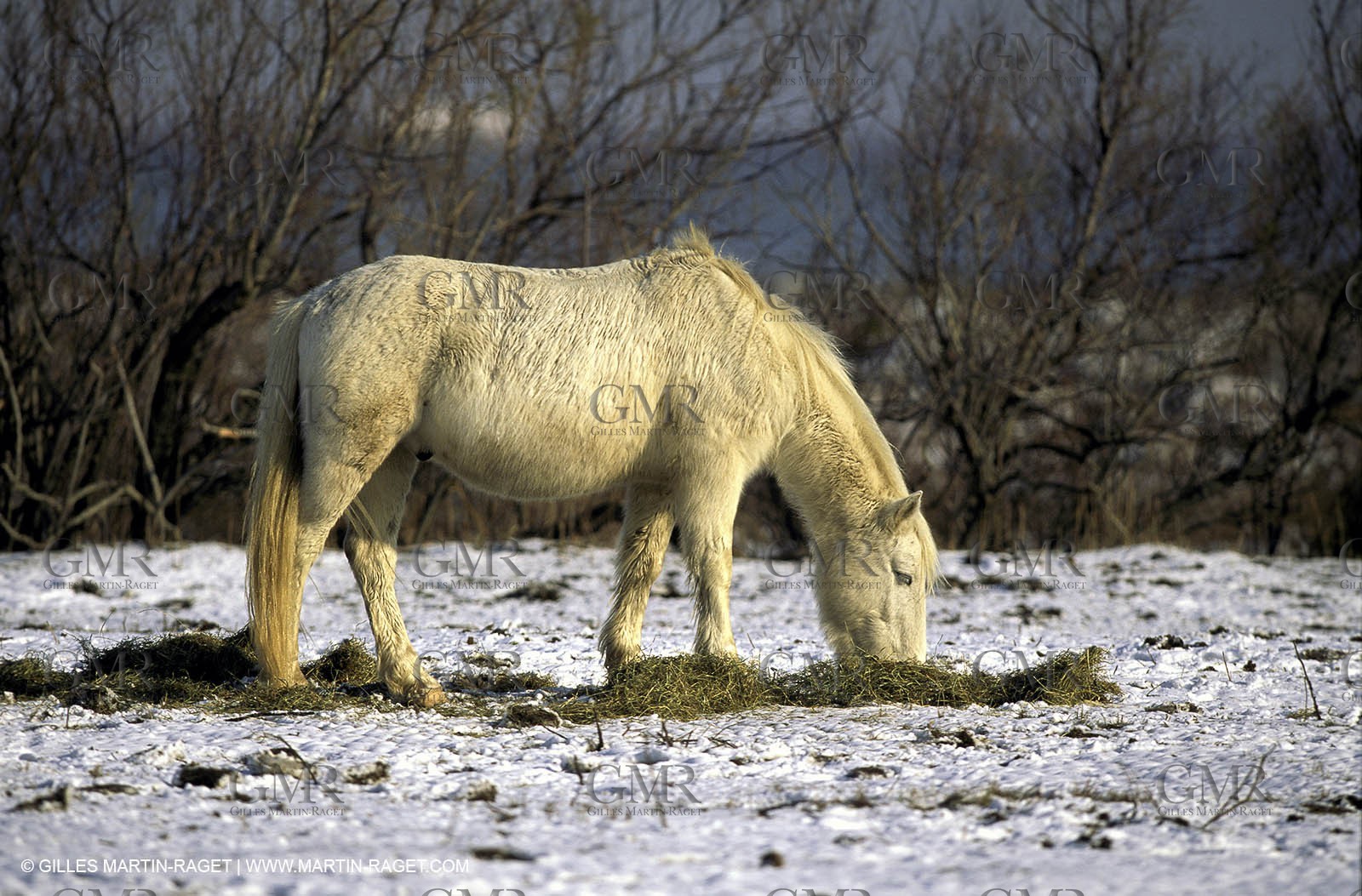 Camargue horse