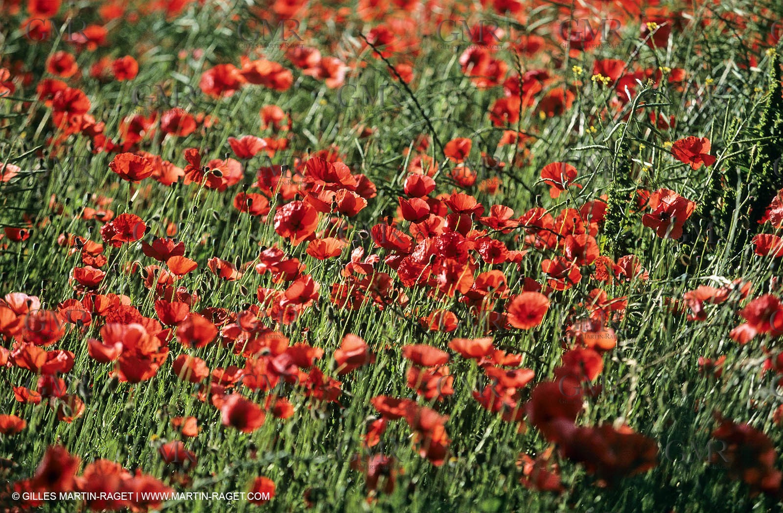 2000-2010- Les Alpilles (FRA,13) - Poppy fields