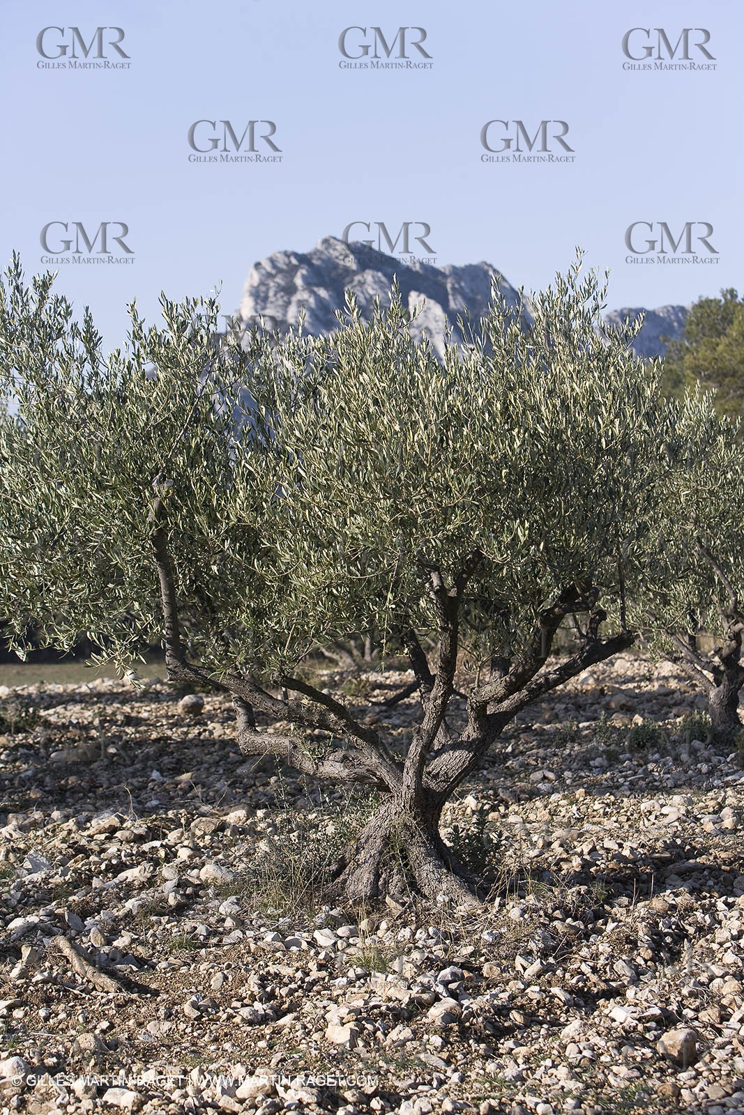 09 02 2008 - Les Baux de Provence (FRA, 13) - Alpilles hills landscapes