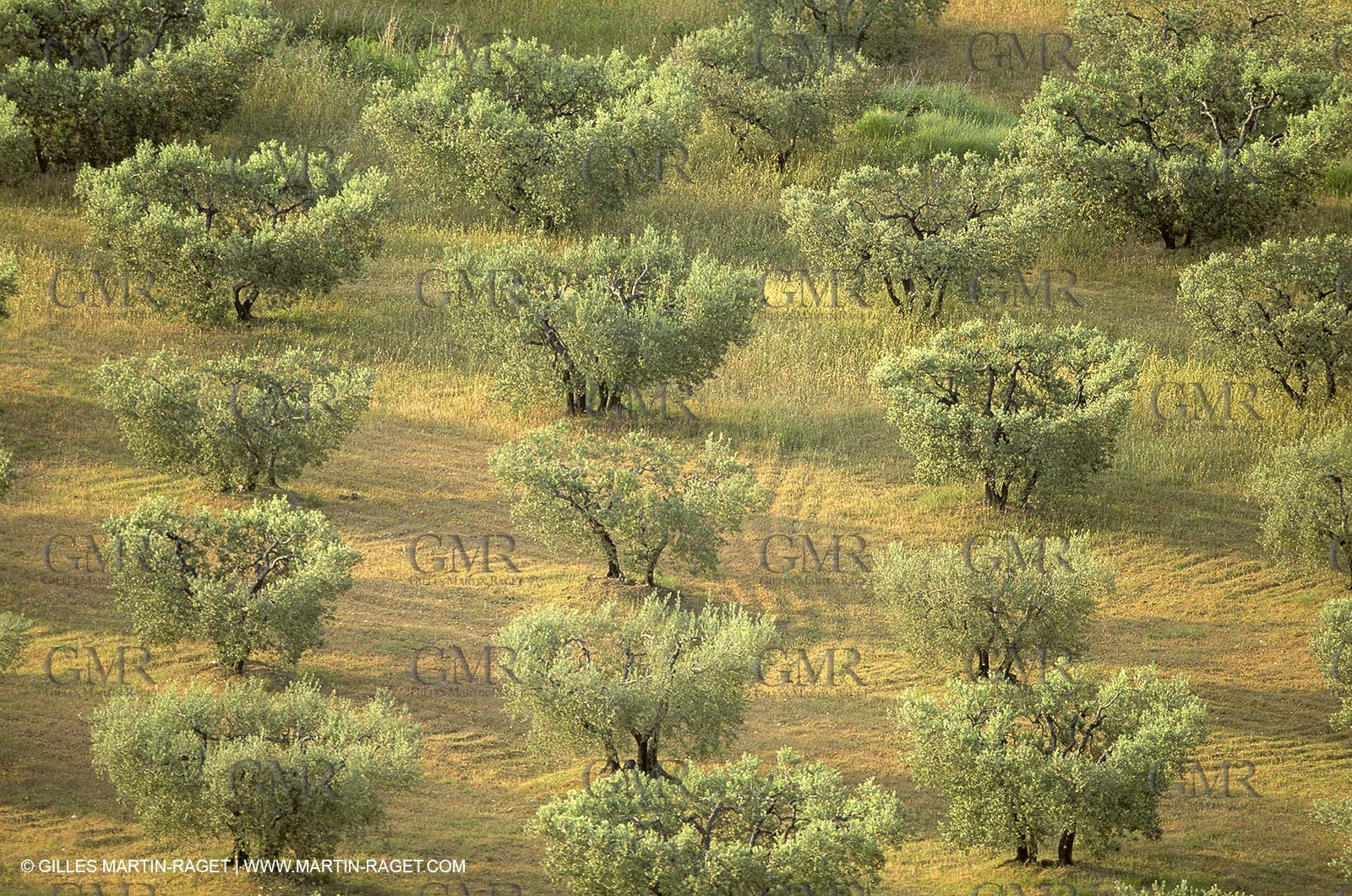 France, Provence, Oliviers, oliveraies, olive trees
