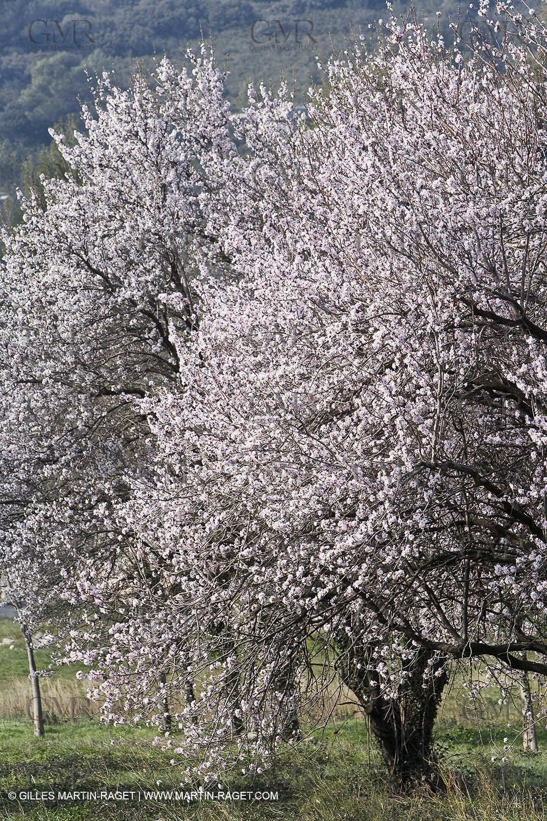 16 02 2008 - Les Baux de Provence (FRA, 13) - Alpilles hills landscapes