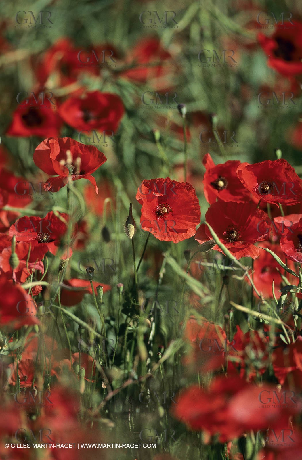 2000-2010- Les Alpilles (FRA,13) - Poppy fields