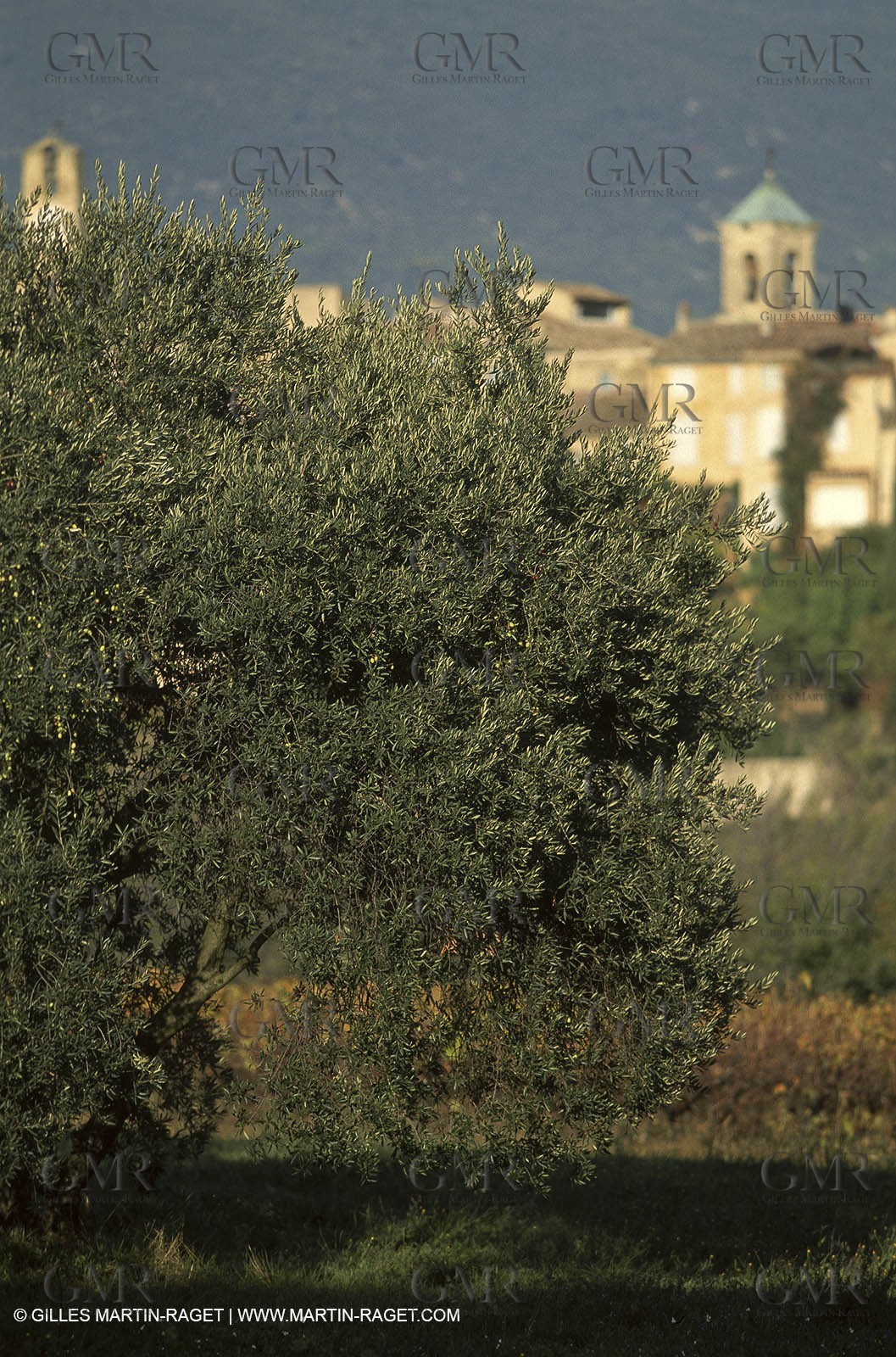 Luberon (FRA,84), Fall colors