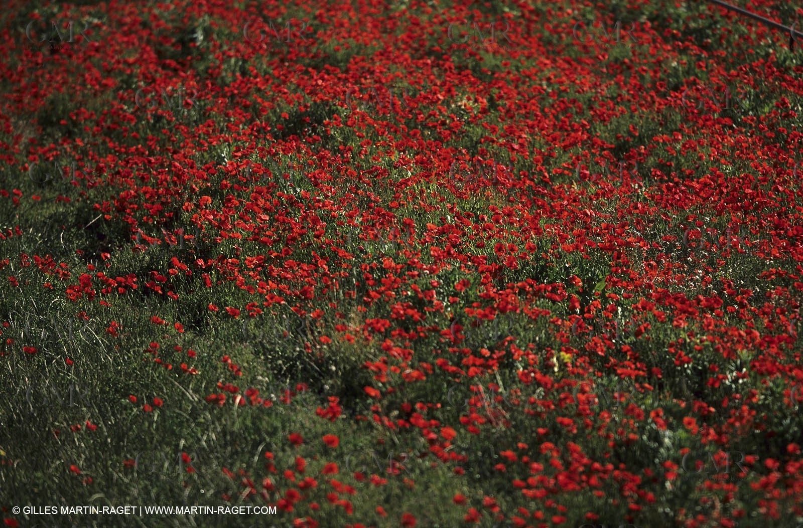 Poppies - Poppies field