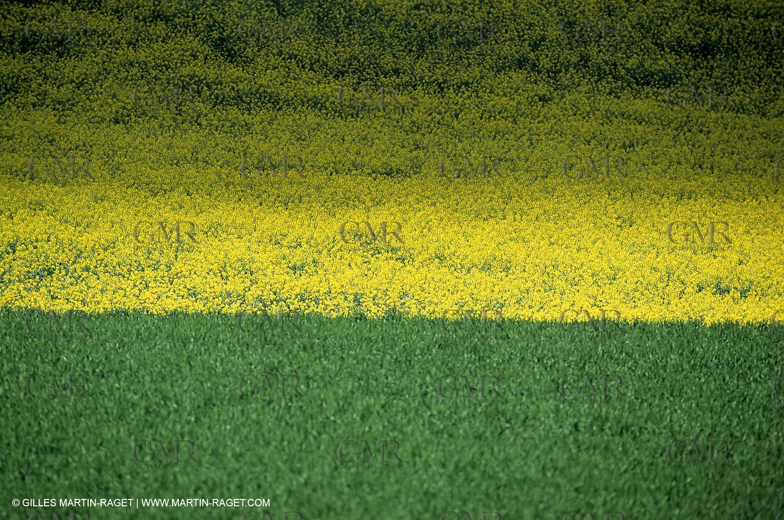 Alpilles (FRA,13), Rape fields
