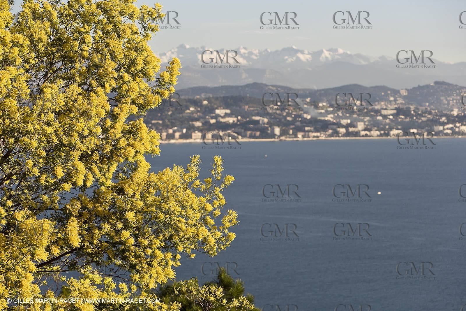 06 02 2008 - Théoule sur mer (FRA, 06) - Mimoses in full flower