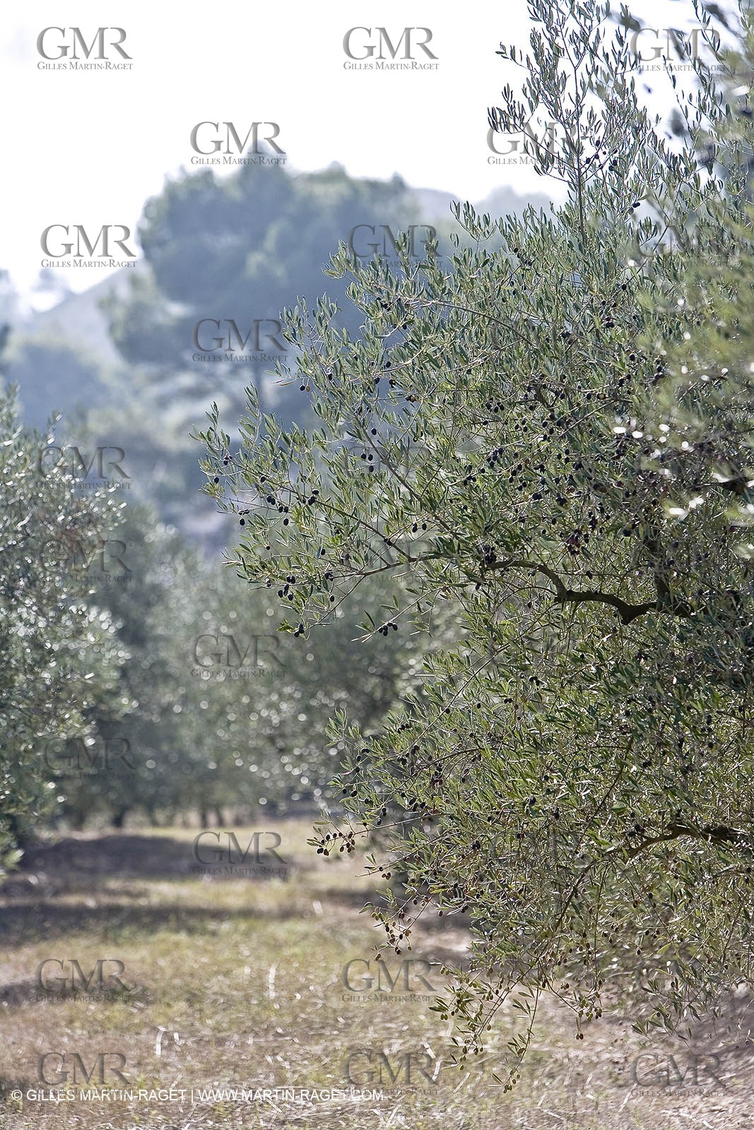 Provence - Olive trees in the Baux de Provence valley (south France)