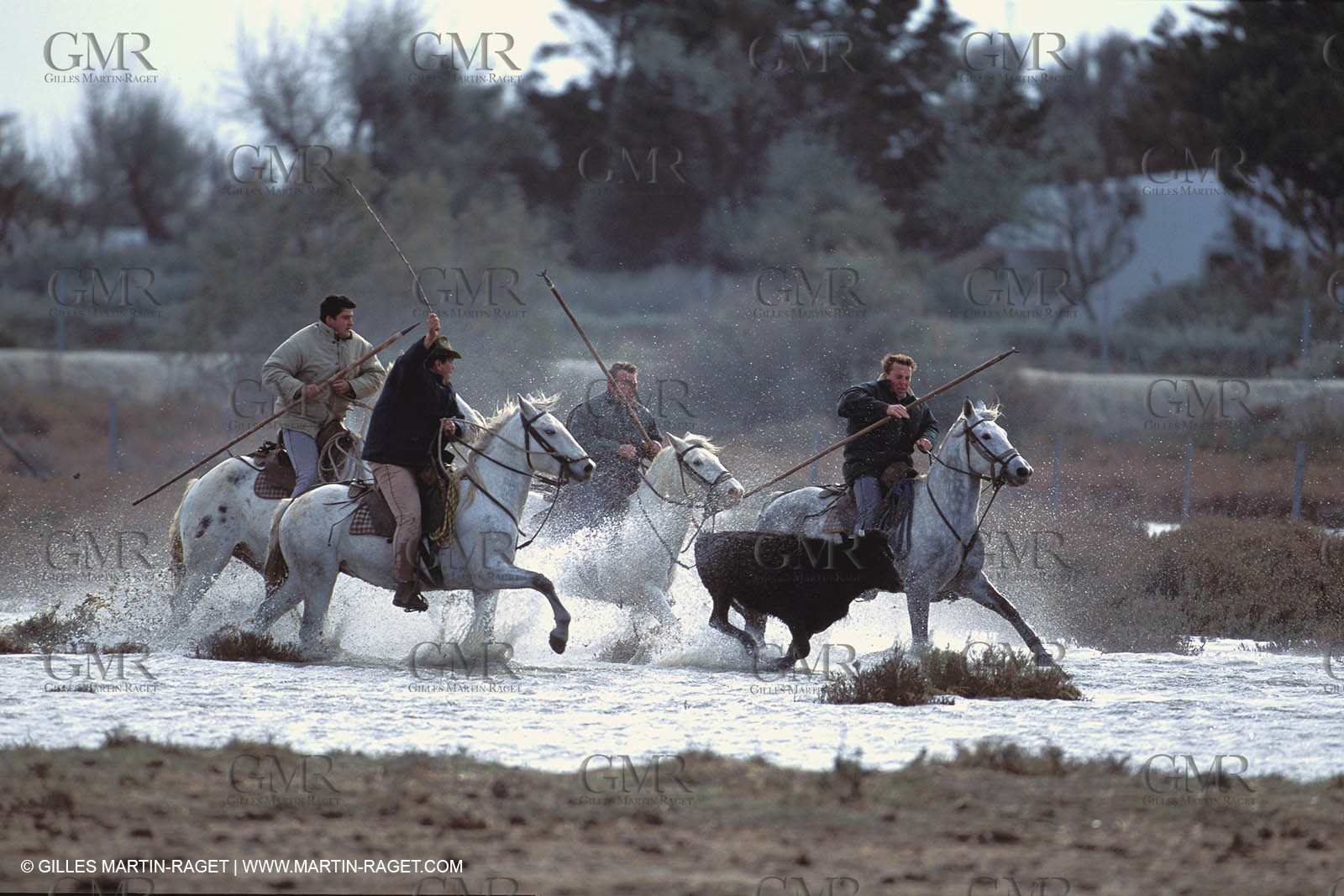 Camargue horses and bulls breeding