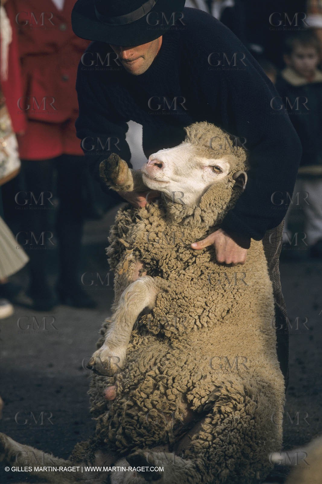 France, Provence, Moutons, bergers, élevage, transhumance