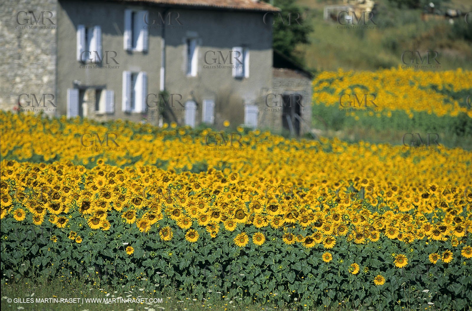 Luberon (FRA,84), Champs de tournesols