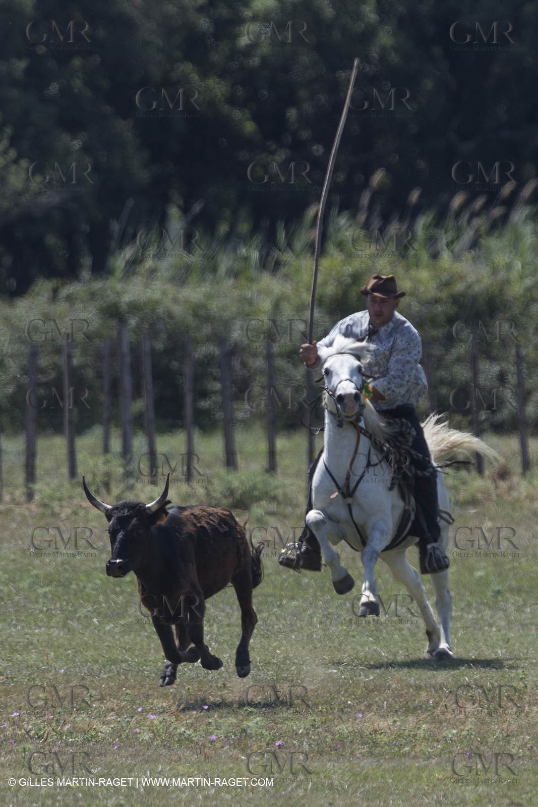 Course de Satin 2014 - Arles (FRA,13) - 1 06 2014**The satin race - Arles (FRA,13) - 01 06 2014