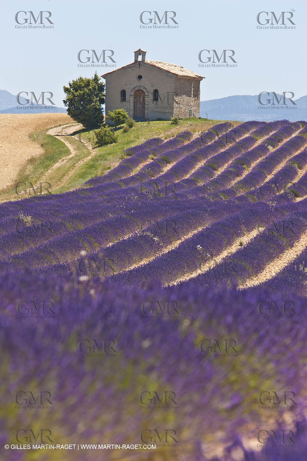 27 06 2011 - Entrevennes (FRA, 04) - Lavander fields