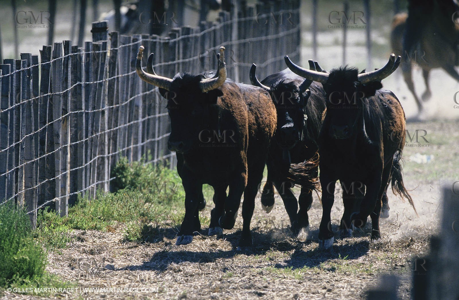 Bouches du Rhône, Camargue (FRA 13) - Camargue bulls