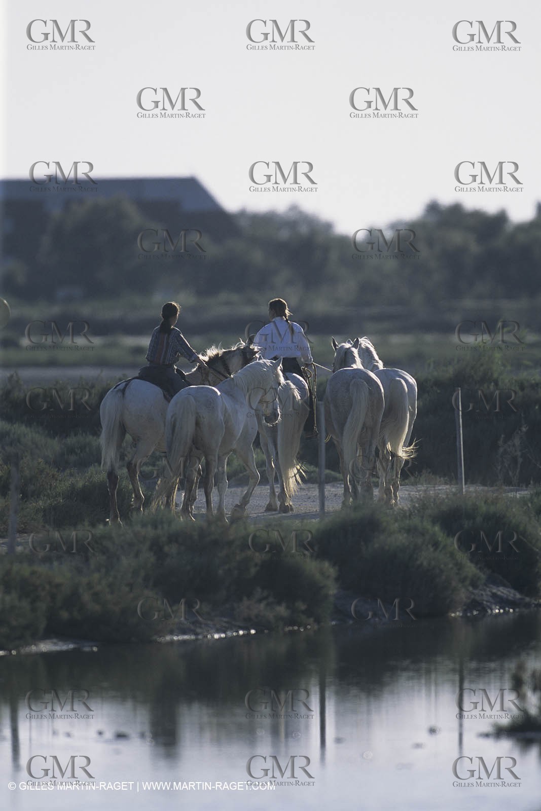 France, Provence, Camargue, Gardians de Camargue, métier, fêtes, élevage, tri