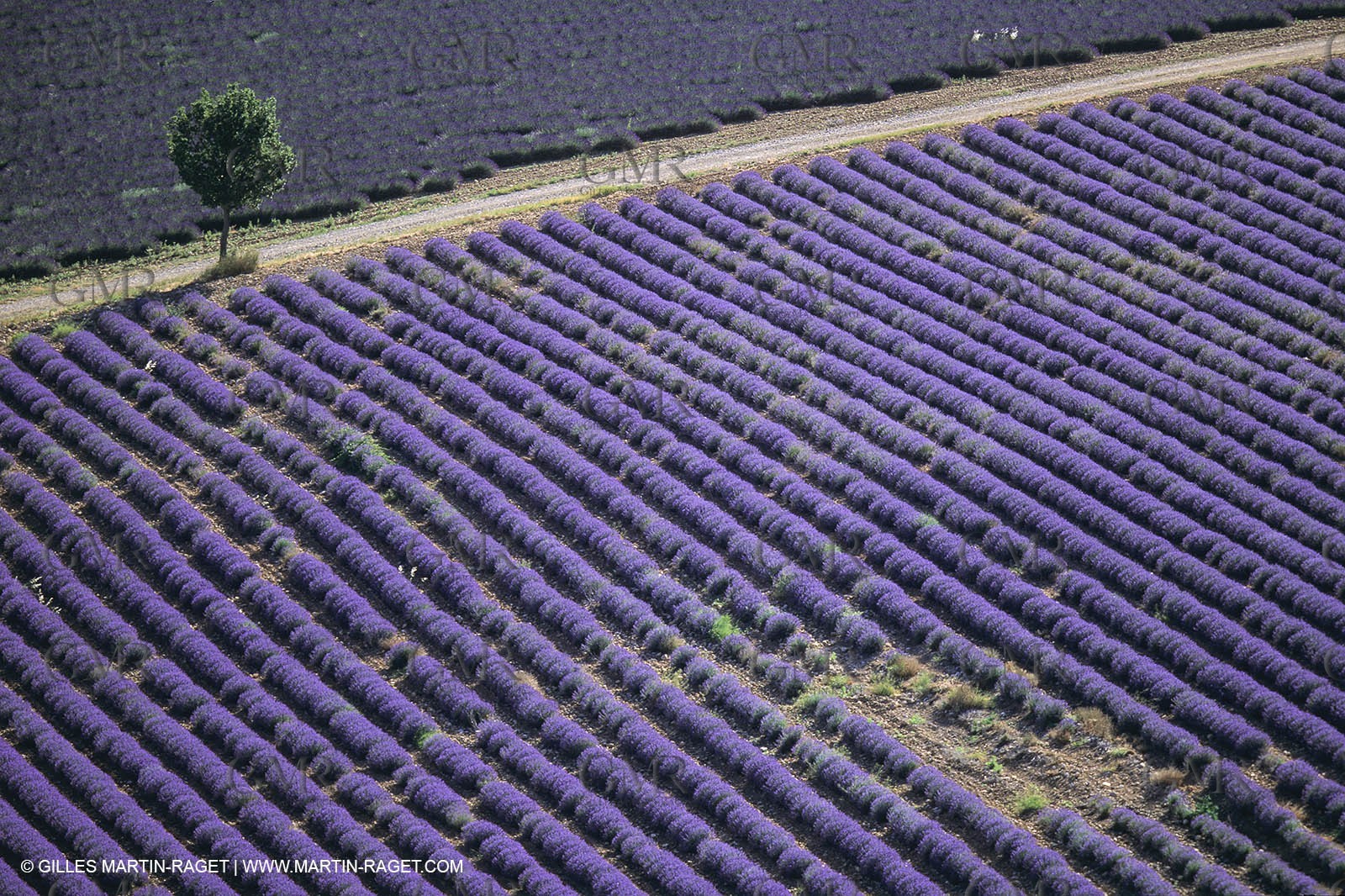 Juin 2005, Valensole (FRA,04) - Lavander fields