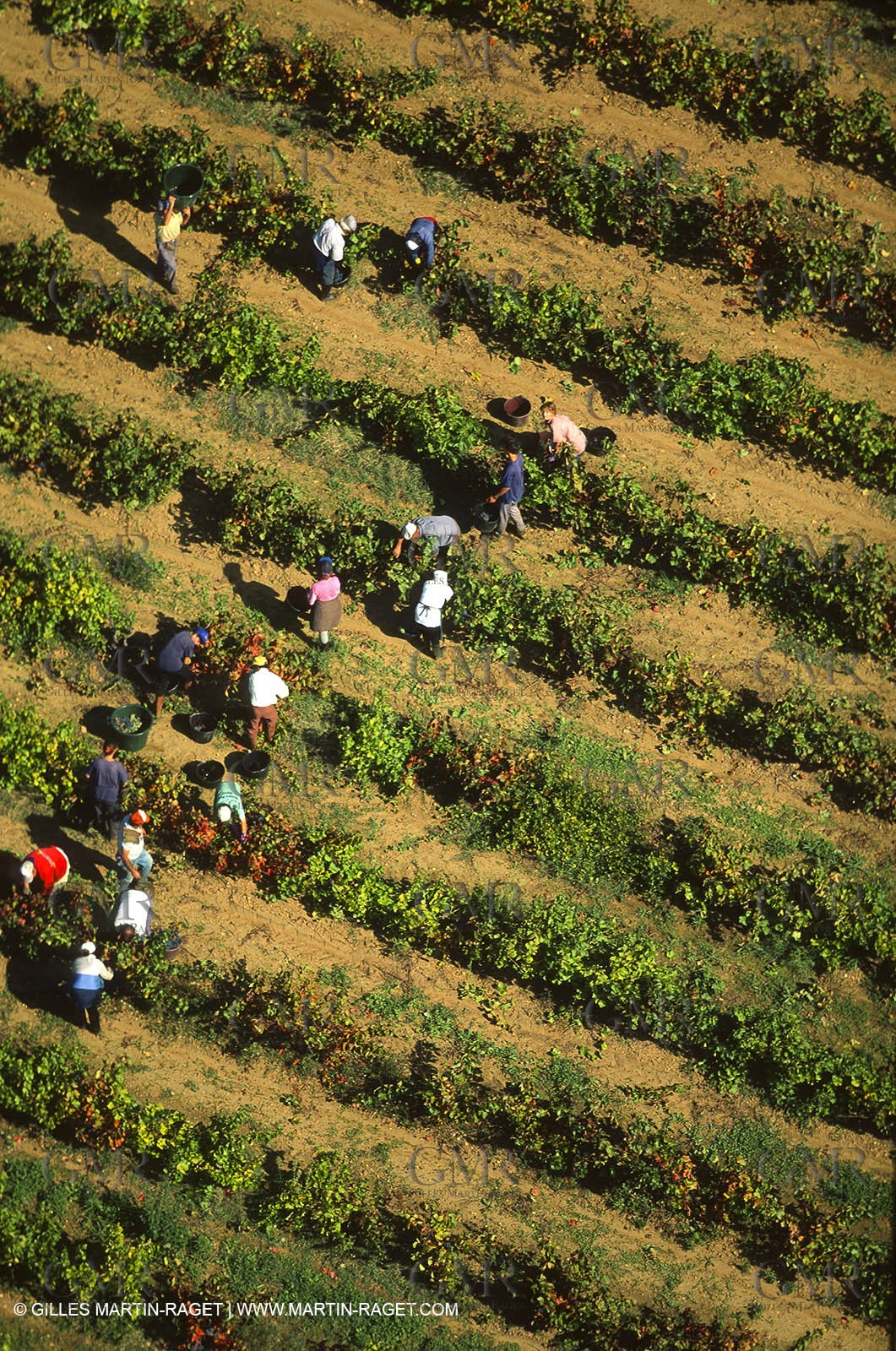 Provence, Harvest time