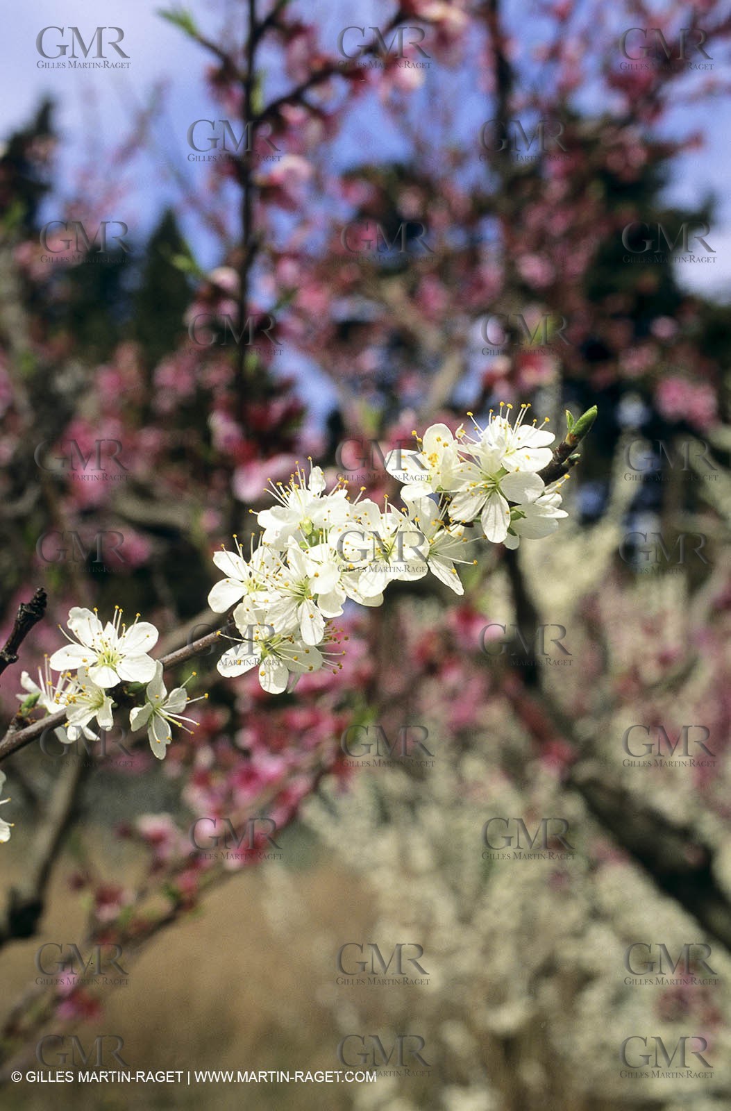 Luberon, Vaucluse (FRA,84) - Arbres fruitiers en fleur