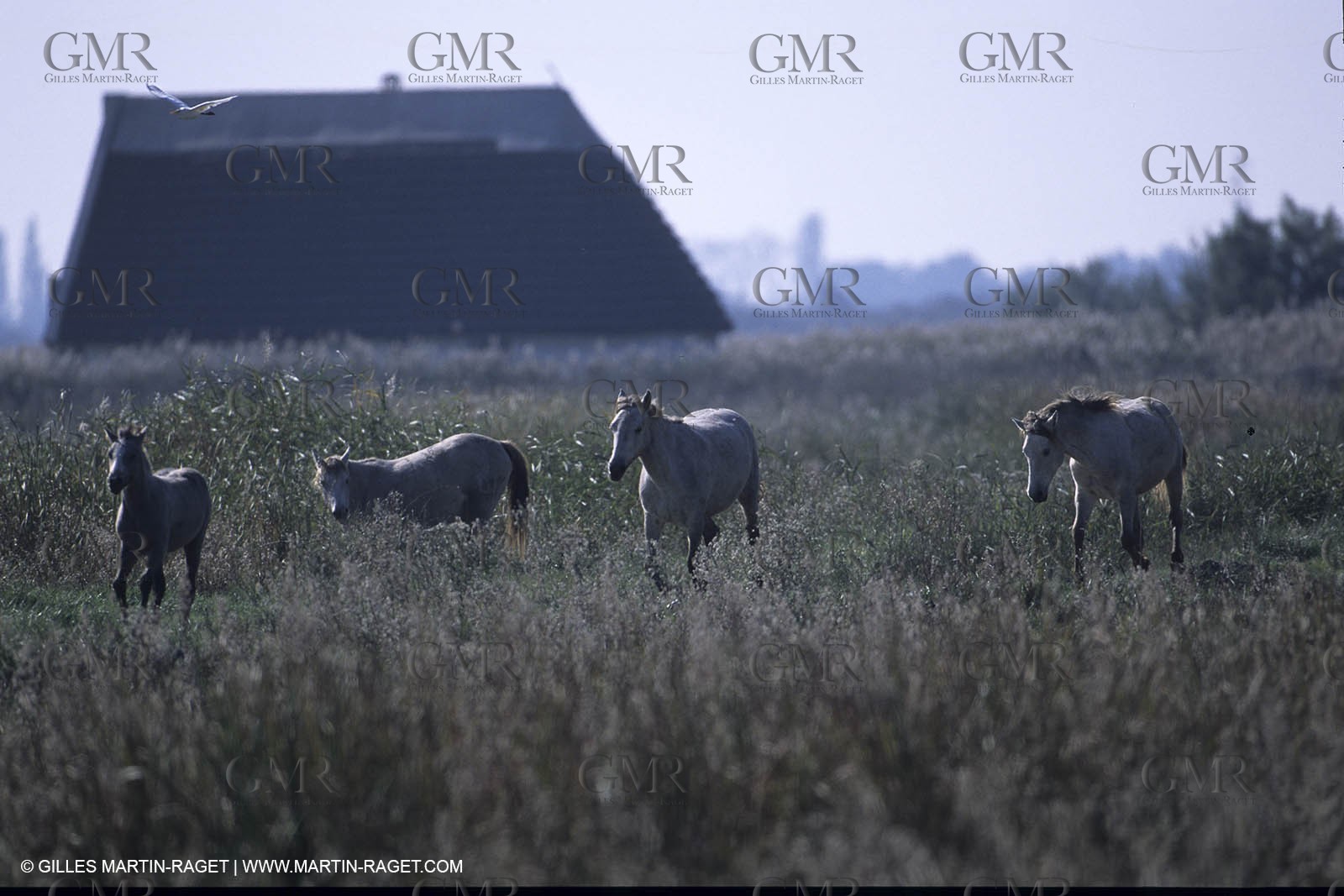 Camargue horses