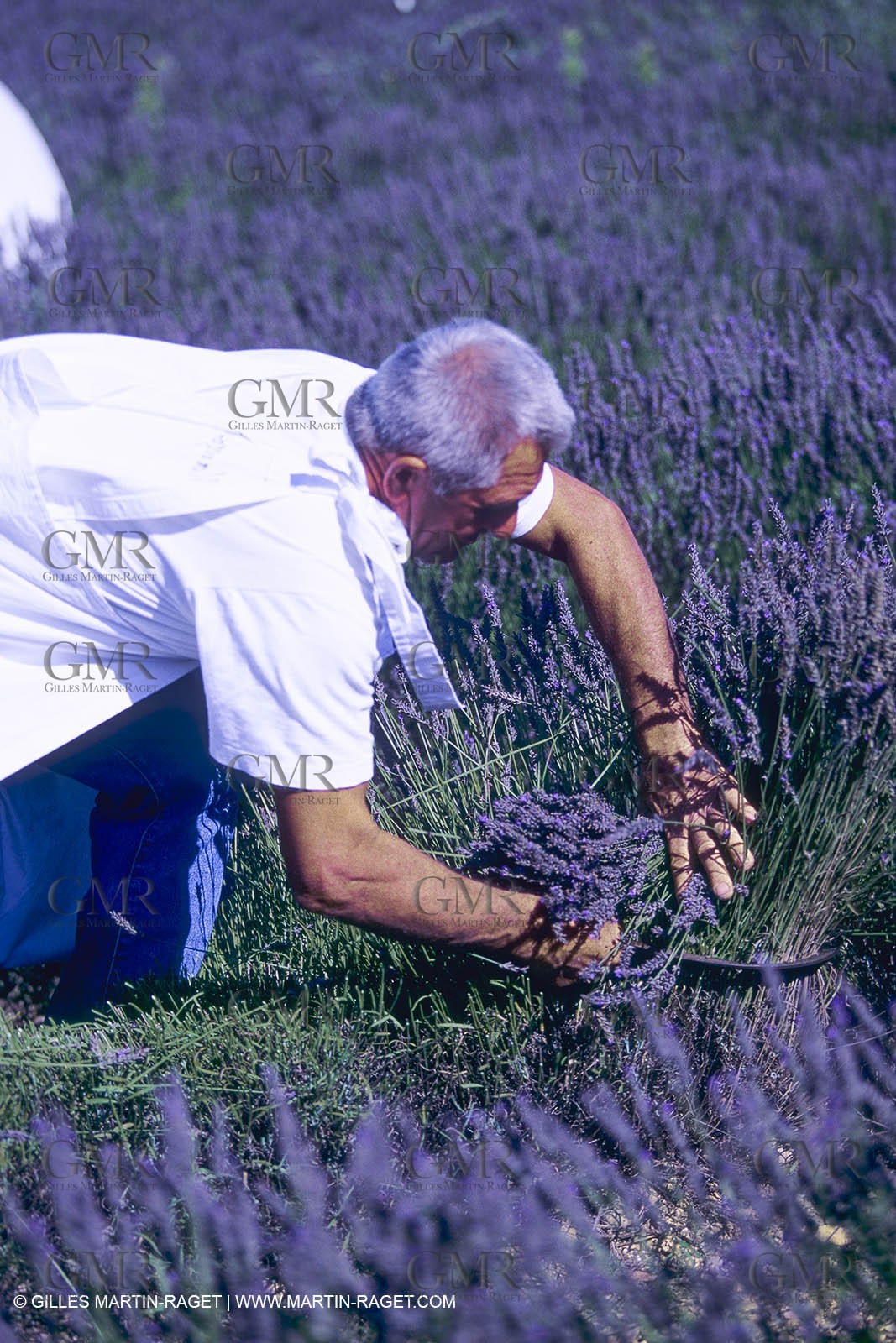 France, Provence, Lavender fields