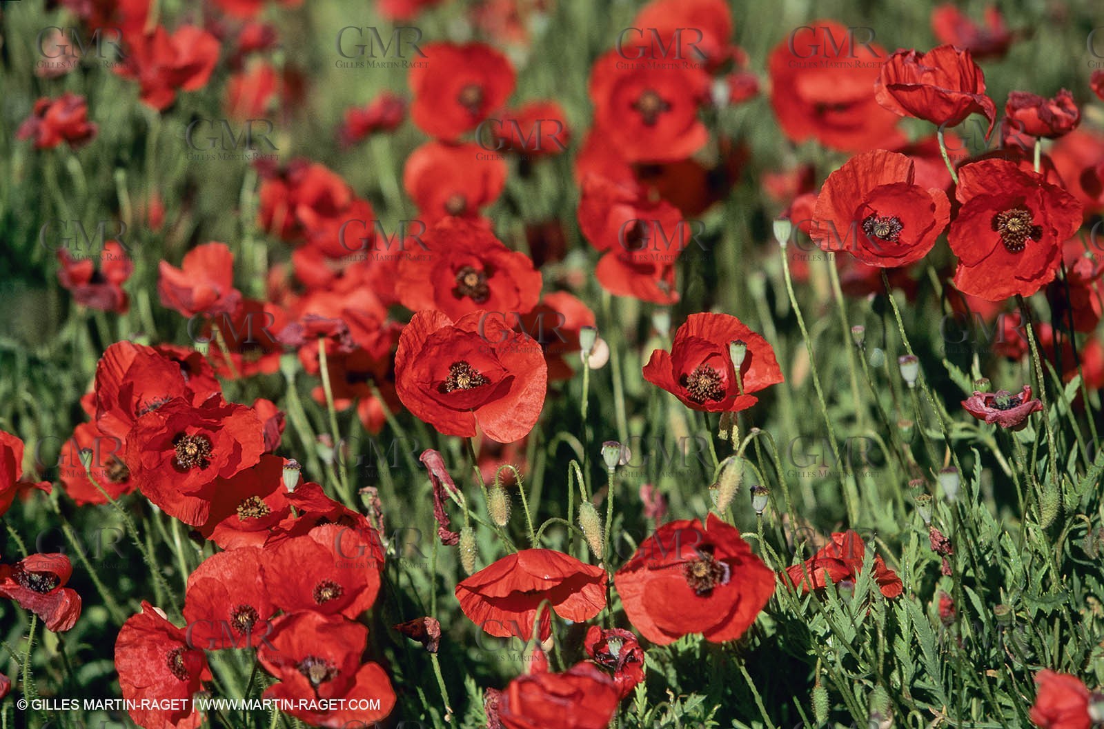 2000-2010- Les Alpilles (FRA,13) - Champs de coquelicots