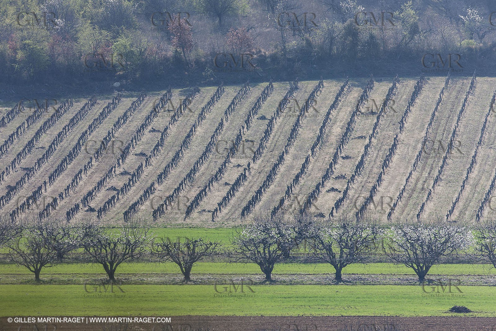March 30th 2012 - Saint Saturnin les Apt (FRA, 84) - blooming cherry trees