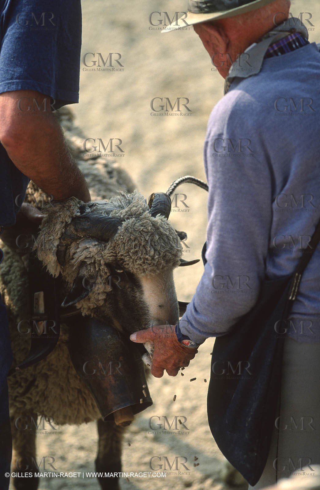 Saint Rémy de Provence (FRA,13) - Fête de la Transhumance