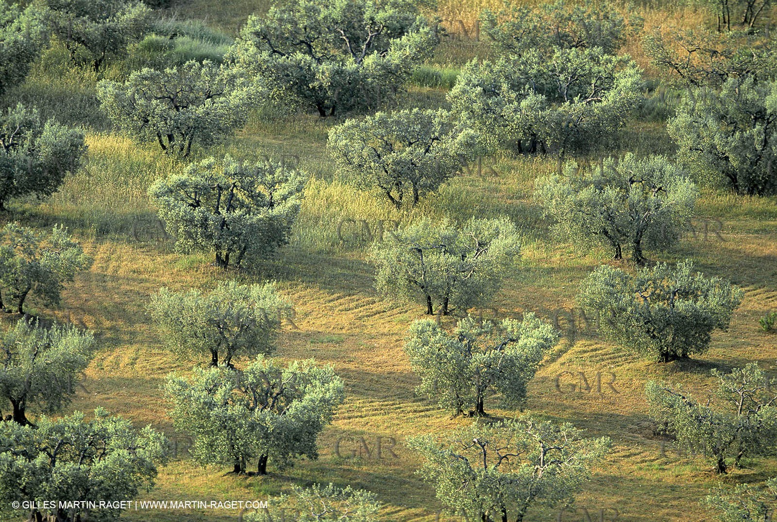 - La Farre les Oliviers -  Provence - Pays - Paysages