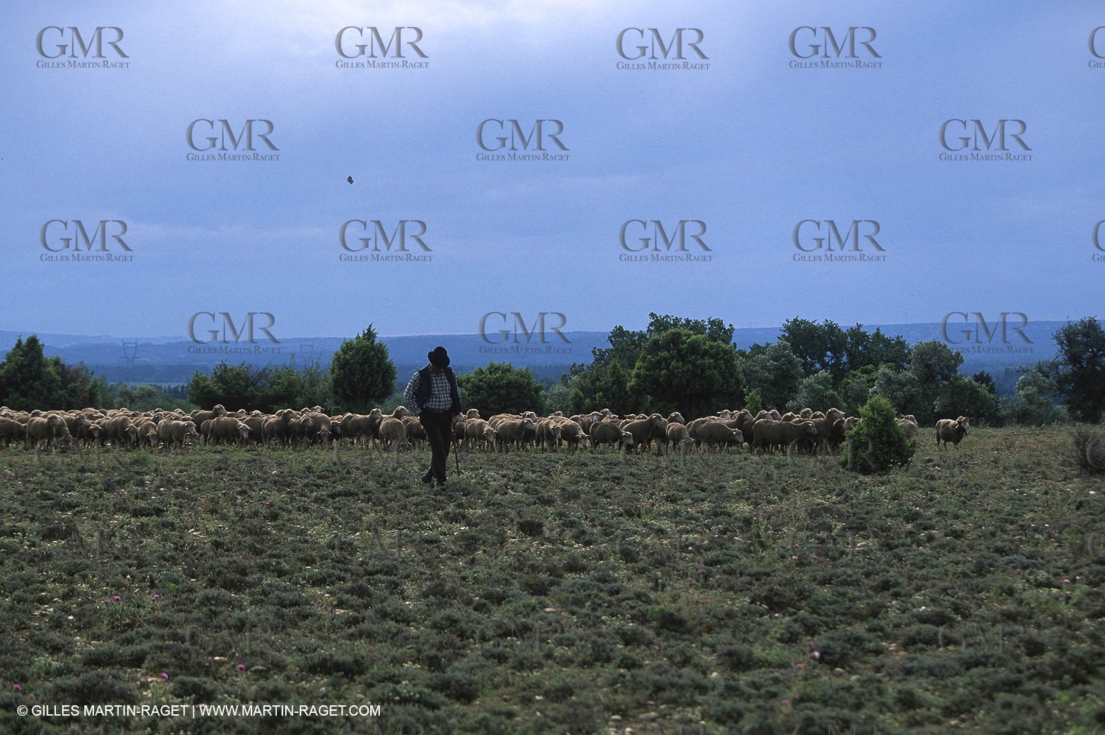 Saint Rémy de Provence (FRA,13) - Sheep stocks migration Fest