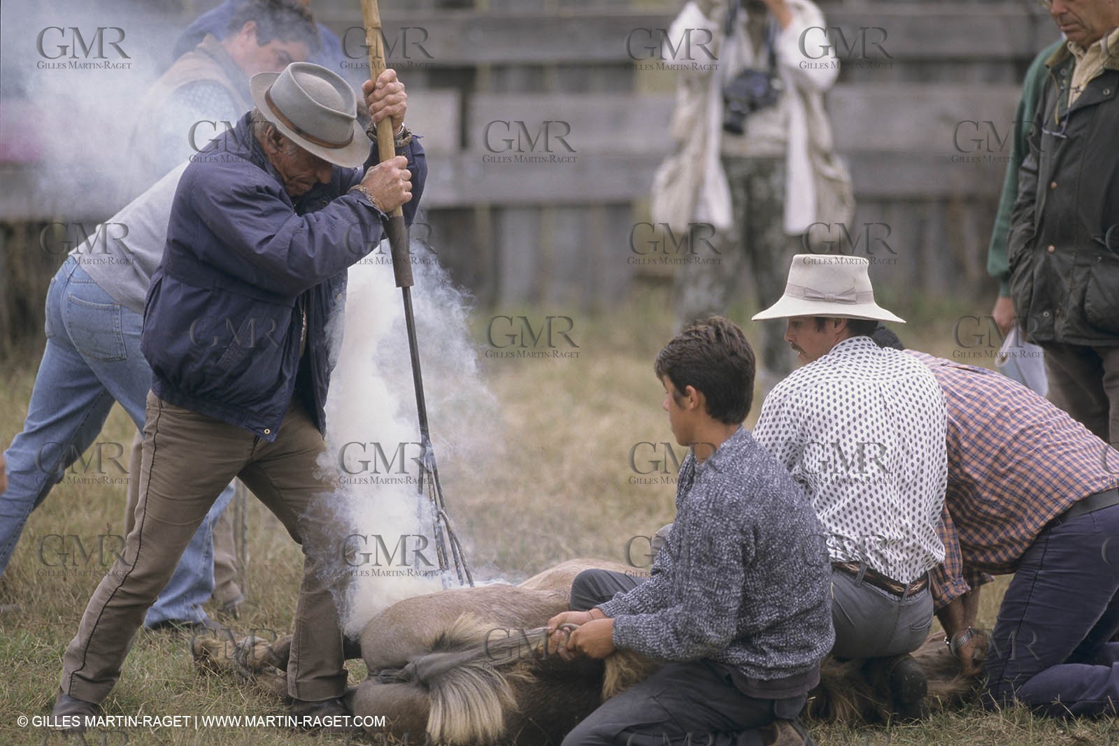 France, Provence, Camargue, Gardians de Camargue, métier, fêtes, élevage, tri