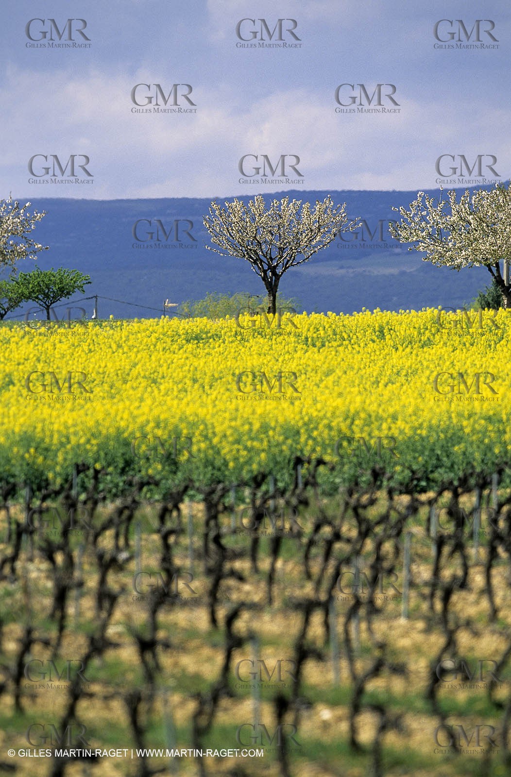 Alpilles (FRA,13), Rape fields