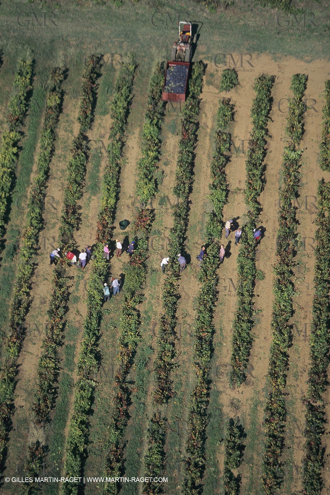 Vin, Vigne , Vendanges, vignification, vignobles, France, Provence, Côte du Rhône, Rosé