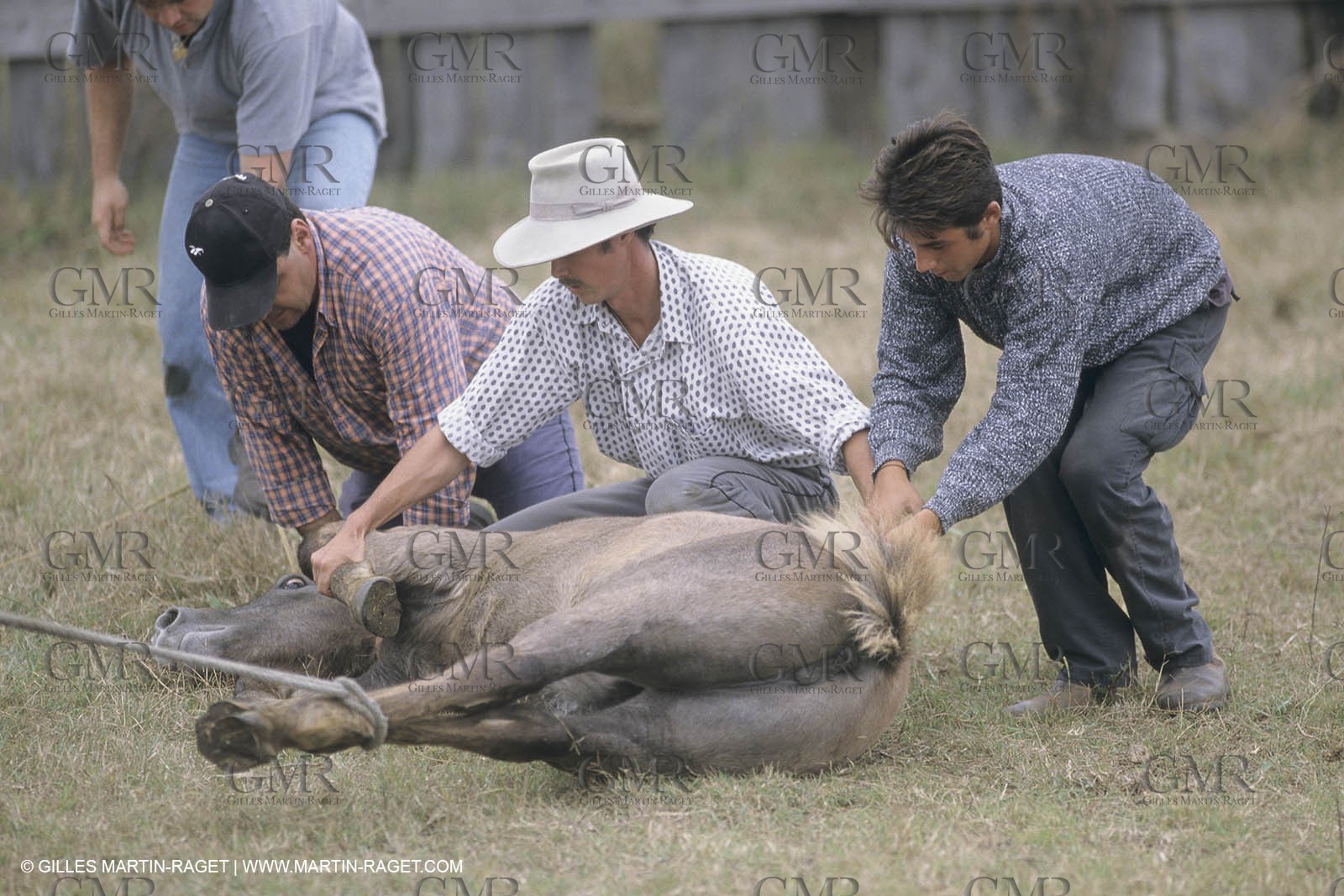 France, Provence, Camargue, Gardians de Camargue, métier, fêtes, élevage, tri