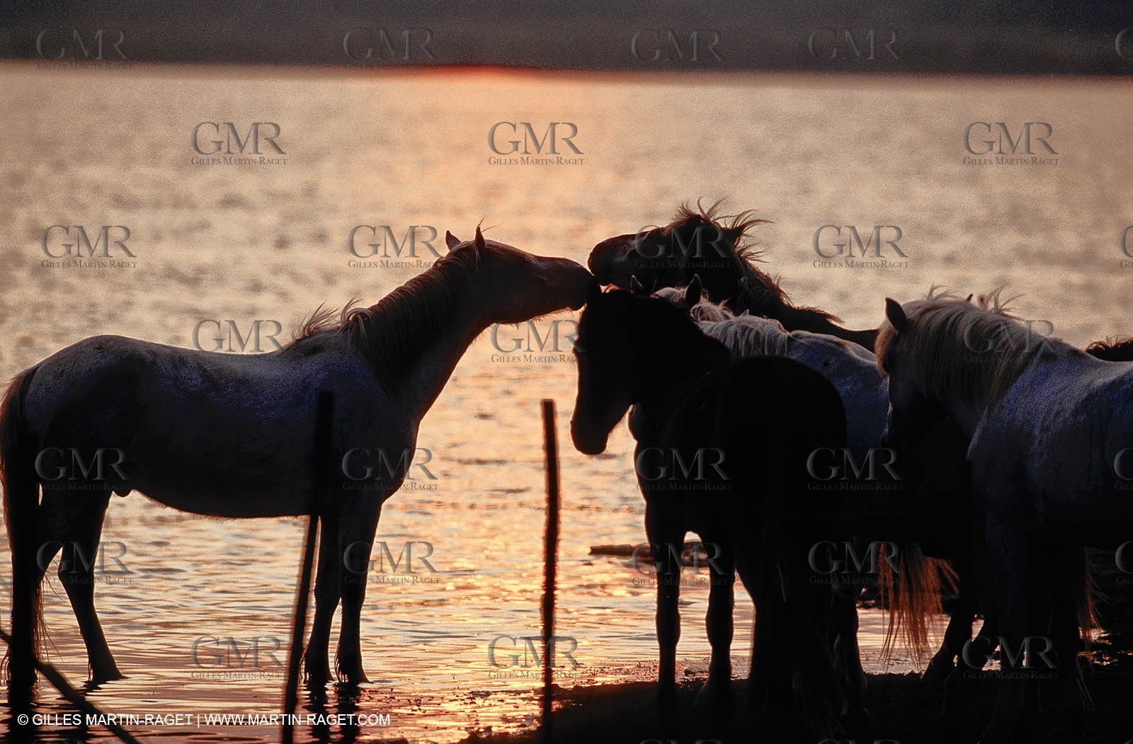 2000-2010- Arles - Les Saintes Maries de la mer (FRA,13) - Camargue horses